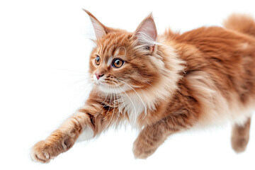 Red Maine Coon cat jumps to the side on a light background