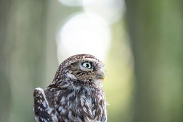 cute little owl bird portrait animal