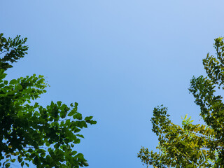 Green leaves against a blue sky background. Copy space for text. Nature landscape background.