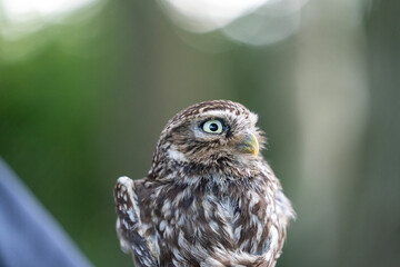 cute little owl bird portrait animal