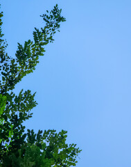 Green leaves against a blue sky background. Copy space for text. Nature landscape background.