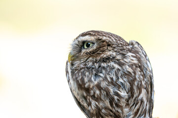 cute little owl bird portrait animal