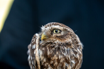 female little owl bird of prey cute small 