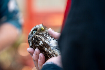 female little owl bird of prey cute small 