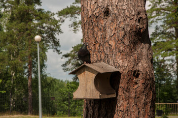 A pigeon sits in a bird feeder on a tree in a park on a spring day. Wildlife and birds concept. Close-up