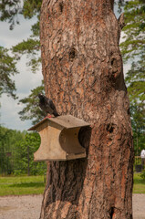 A pigeon sits in a bird feeder on a tree in a park on a spring day. Wildlife and birds concept. Close-up