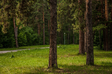 View from inside the forest. Beautiful nature. Summer taiga landscape. Path in a pine forest