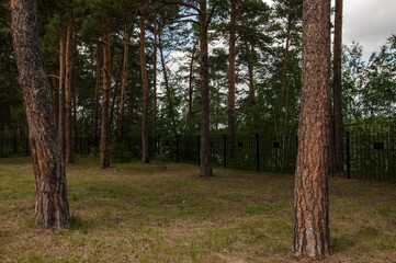 View from inside the forest. Beautiful nature. Summer taiga landscape. Path in a pine forest
