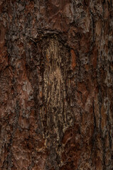 detail of a tree trunk with moss