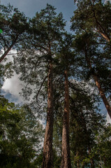 View from inside the forest. Beautiful nature. Summer taiga landscape. Path in a pine forest