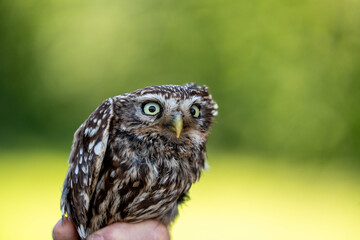 female little owl bird of prey cute small 