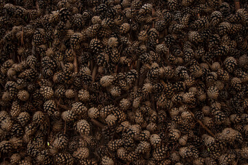 Full frame of various pine cones