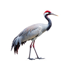 Fototapeta premium icrane bird isolated on a translucent background