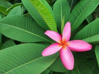 Plumeria frangipani pink flower is a perennial flowering plant with a natural background, grown as an ornamental plant in warmer climates.