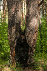 Inside a burnt tree trunk. Hollow in the trunk of a pine. fire in the forest