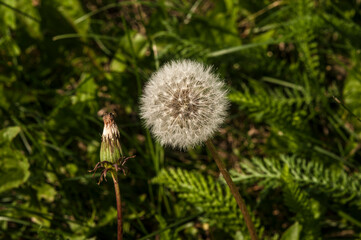 old dandelion in green grass field