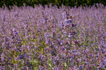 Naklejka premium Selective focus on purple lavender flowers on blur background.
