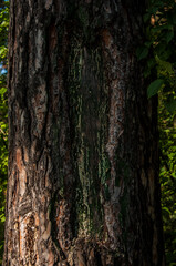 detail of a tree trunk with moss