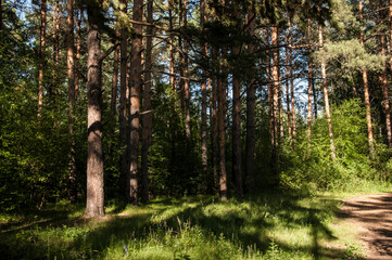 View from inside the forest. Beautiful nature. Summer taiga landscape. Path in a pine forest