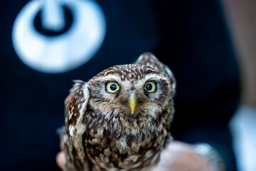 female little owl bird of prey cute small 