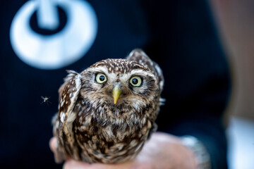 female little owl bird of prey cute small 