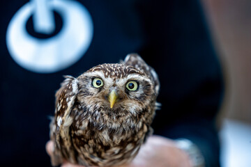 female little owl bird of prey cute small 