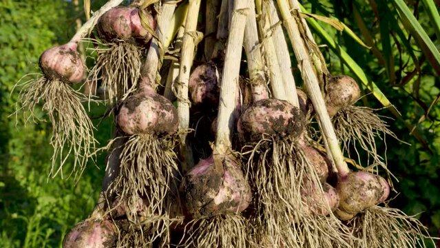 freshly picked garlic 