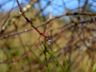 Branch with water drops at lake Garder near Lohmen (Germany)