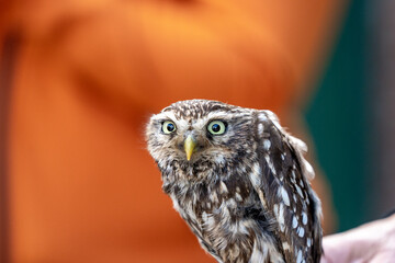 female little owl bird of prey cute small 