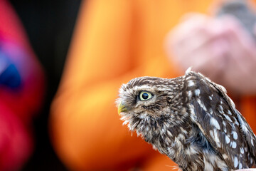 female little owl bird of prey cute small 