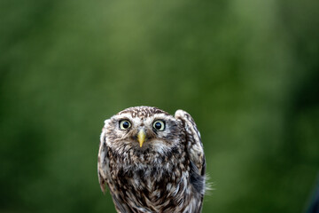 female little owl bird of prey cute small 