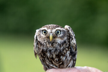 female little owl bird of prey cute small 