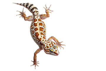 Naklejka premium Close-up of a colorful gecko with striking patterns on a white background, showcasing its textured skin and vibrant hues.
