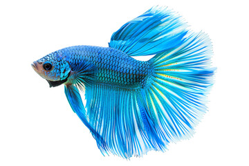 Fototapeta premium Vibrant blue Betta fish with flowing fins, displaying elegant underwater beauty in a close-up profile shot against a white background.