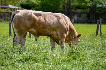 young bull grazing in the green meadows in france