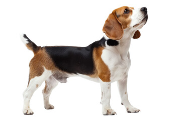 Adorable Beagle dog standing with curious expression, showcasing its distinctive tricolored coat. Perfect for pet lovers and animal themed projects.