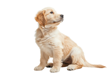 Adorable golden retriever puppy sitting and looking up against a white background. Perfect for pet, animal, and lifestyle themes.