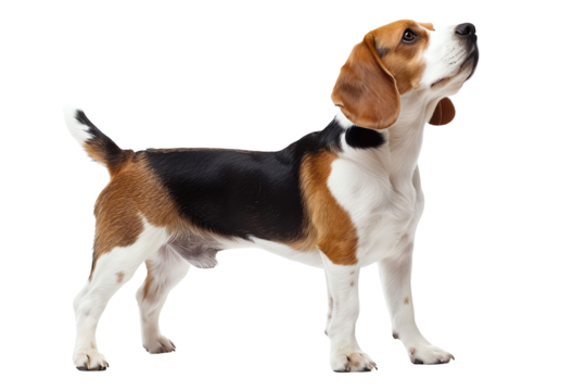 Adorable Beagle dog standing with curious expression, showcasing its distinctive tricolored coat. Perfect for pet lovers and animal themed projects.