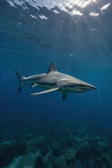 Fototapeta premium shark swimming in the deep ocean underwater background scence