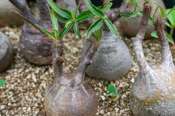 Each of the beautiful Pachypodium rosulatum trees has a unique appearance and is quite charming
