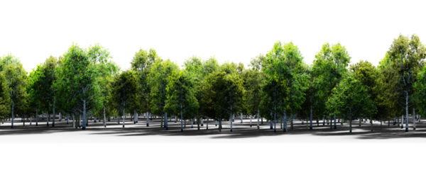 Lush green forest with dense foliage