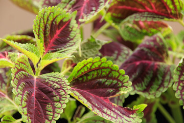 Close-up of vibrant green and red leaves with intricate patterns of a coleus plant