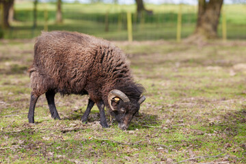Brown male ouessant sheep on meadow