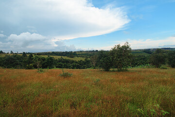 Expansive green field with tall grass and scattered trees under a partly cloudy sky in the highlands of Mondulkiri, Cambodia
