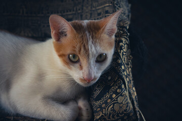 A close-up of a cat with orange and white fur, lying on a patterned fabric in a dimly lit setting...