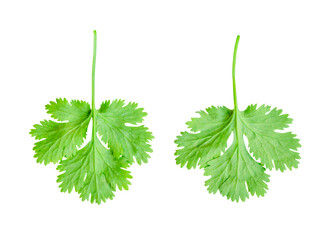 Top view set of fresh green coriander or Chinese parsley leaf isolated on white background with clipping path