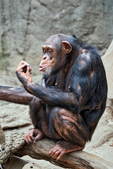 Westafrikanischer Schimpanse ( Pan troglodytes verus ).
