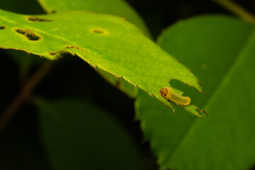 caterpillar on leaf