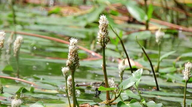 【山野草・水生植物】エゾノミズタデ（蝦夷水蓼）：Persicaria amphibia 240618-1