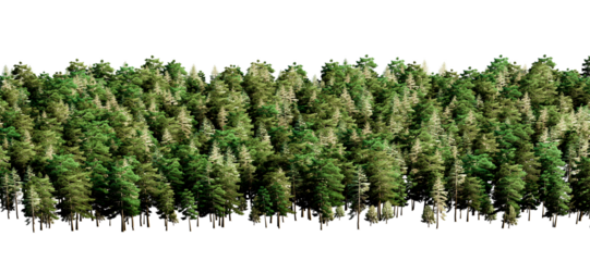 Coniferous forest with thick foliage on transparent background